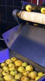 Conveyor belt moves dirty apples into a tank with water for cleaning. Preparing ripe fruit for processing at food factory. Vertical video