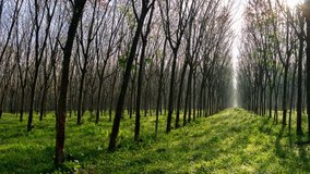 4K timelapse of panning rows of rubber trees on plantation in phuket Thailand and sunlight in the morning through the branches