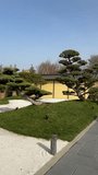 Bonsai pines (Pinus mugo or mountain pine) in dry landscaped japanese garden in the public landscape park, video