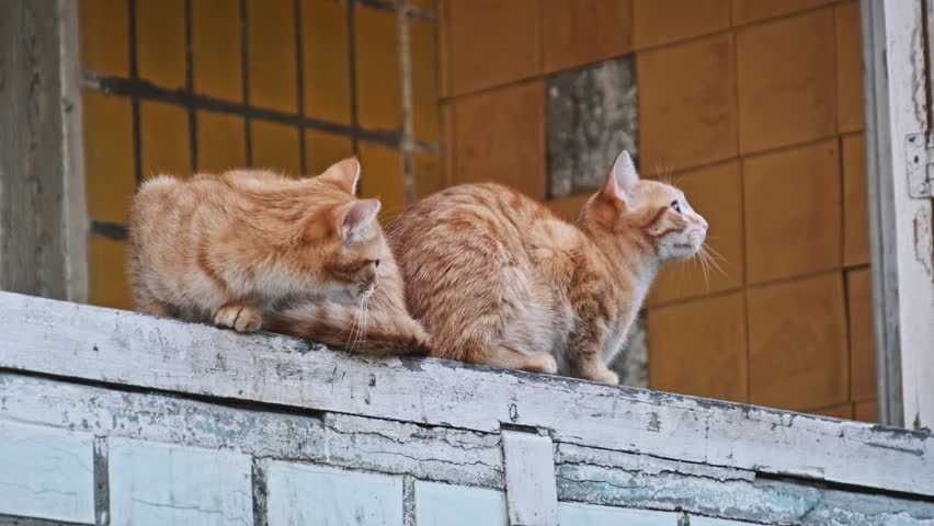 A duo of ginger cats with ears perked up, maintaining vigilance from their high vantage point on a window ledge. Stray cat outdoor in slow motion. Lonely abandoned homeless animals. Royalty-Free Stock Footage #3475559587