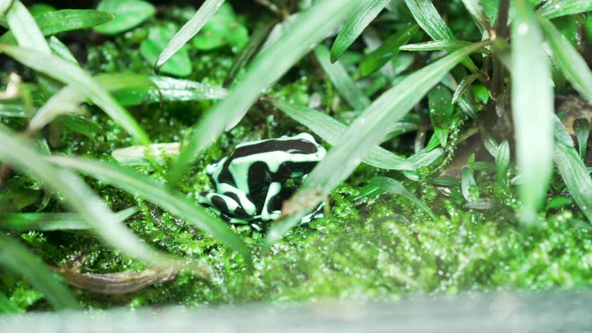 Strawberry Poison Dart Frog Dendrobates Pumilio. These amphibians are known as dart frogs because indigenous people use the frog’s poison for blow darts and arrow poison. All dart frogs secrete toxins