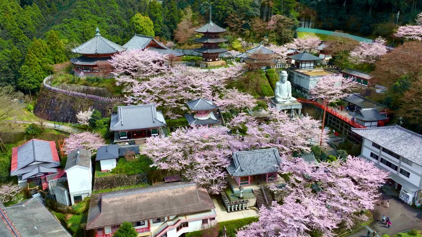 Aerial view of buddhist temple in Japan in spring with sakura trees in bloom, tourism in Japan in spring, Tsubosakadera temple in Nara, blooming sakura in a Japanese shrine