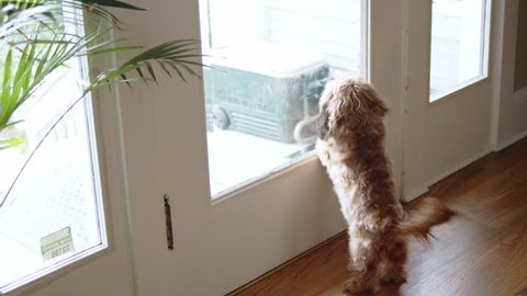 Long-haired dog barking at delivery man on front porch