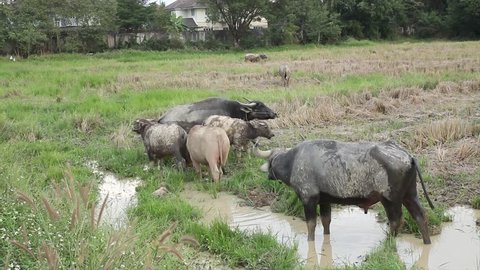 Thailand buffalo (Mammal animal species) eating, walking and soaked mud to prevent insect bites, In rice grass field in local area, Thailand, January 7, 2018.