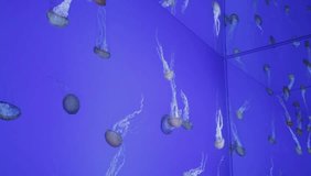 Jellyfish in large tank
