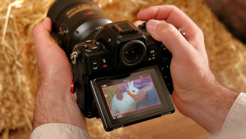 Man filming a woman petting and feeding a white bunny in the barn