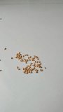 wheat seeds on a plain background 4K Video