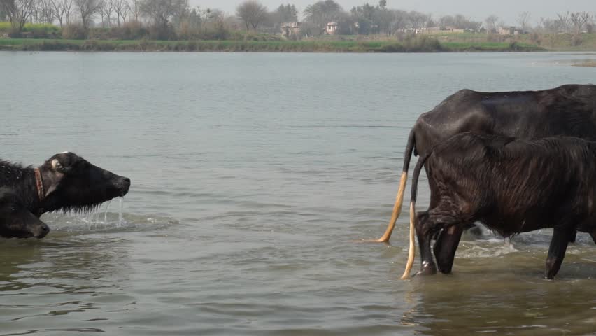 Beautiful black buffalo swimming in the lake. Dark Buffaloes Having A Bath in the lake. group of water buffalo crossing,swimming and soaking in the river. Animal Bathing Videos. 4K Slow Motion Footage Royalty-Free Stock Footage #3475787743