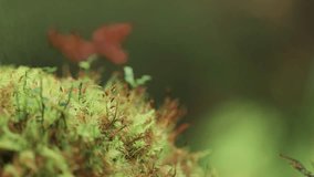 A macro shot of the moss and miniature plants in the autumn tundra. Parallax video, bokeh background.
