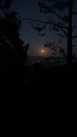 Night view of moon within trees