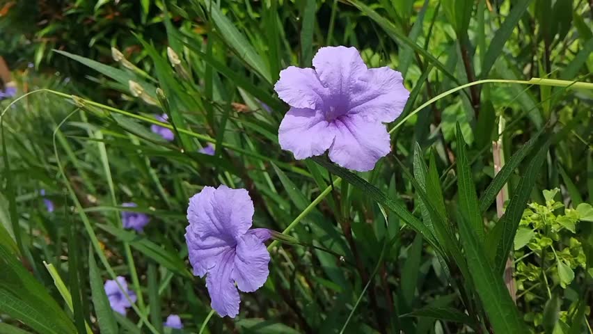Ornamental plant with purple flowers of Kencana ungu (Ruellia simplex) 