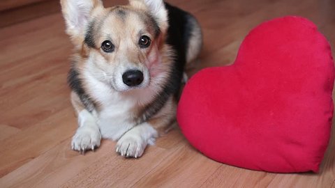 A lovely loving dog with a red heart congratulates Valentine's Day, All Lovers' Day.