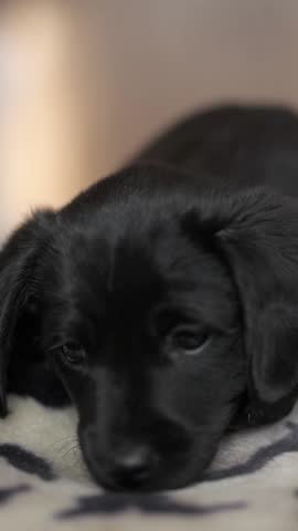 Cute tender black puppy lies on mat. Puppy looks with kind eyes and wants to play. Vertical screen