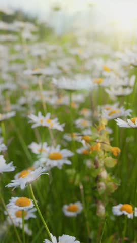 Camera moves through field of white and yellow daisies. Summer flowers sway in the wind with warm sunrays. Alpine daisy flowers in the mountains. Vertical view
