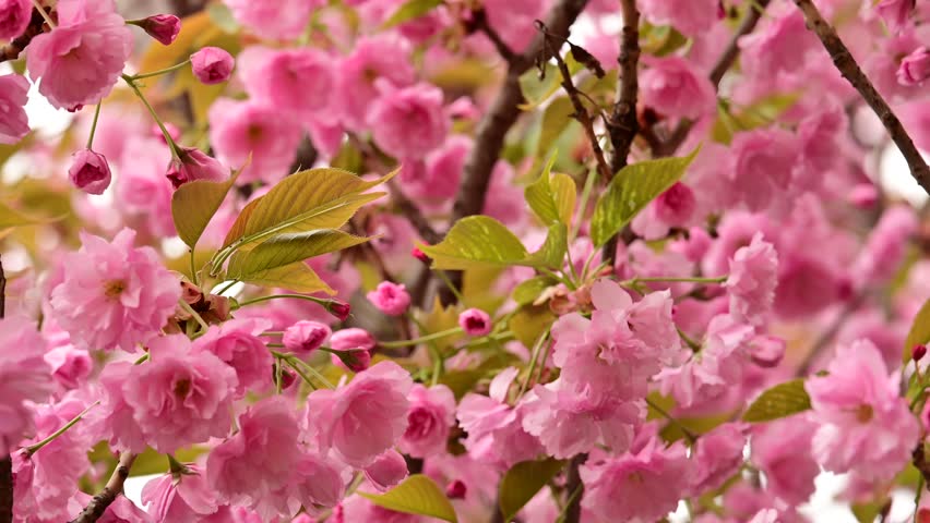 the beautifu;l tree blossoms closeup
