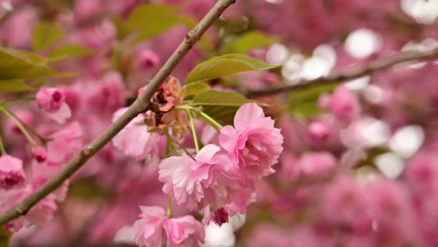 the beautifu;l tree blossoms closeup