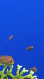 Beauty of fish near white corals in clear blue water, vertical video. Mesmerizing vertical shots show underwater world of fish near stunning white corals against backdrop of blue water. Red Sea.