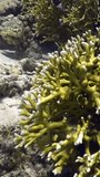 Captivating marine life of fish near corals in mesmerizing vertical video. Mesmerizing footage reveals underwater charm of fish near beautiful corals in perfectly clear, clear water of Red Sea.