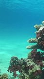 Beauty of coral and fish in underwater landscapes. Feel peaceful charm of sea with this enchanting video highlighting beauty of coral in underwater landscapes. Red Sea.