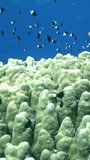 Mesmerizing vertical video captures marine life of fish near white corals. See stunning vertical footage of underwater world of fish and coral on coral reef. Red Sea.