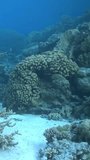 Beauty of underwater world is complemented by presence of corals. Corals help create captivating underwater backdrop. Vertical video. Red Sea.