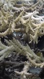 Beauty of underwater world with white coral in clear blue water. Underwater masterpiece unfolds thanks to striking combination of white corals and clear water. Vertical video. Red Sea.