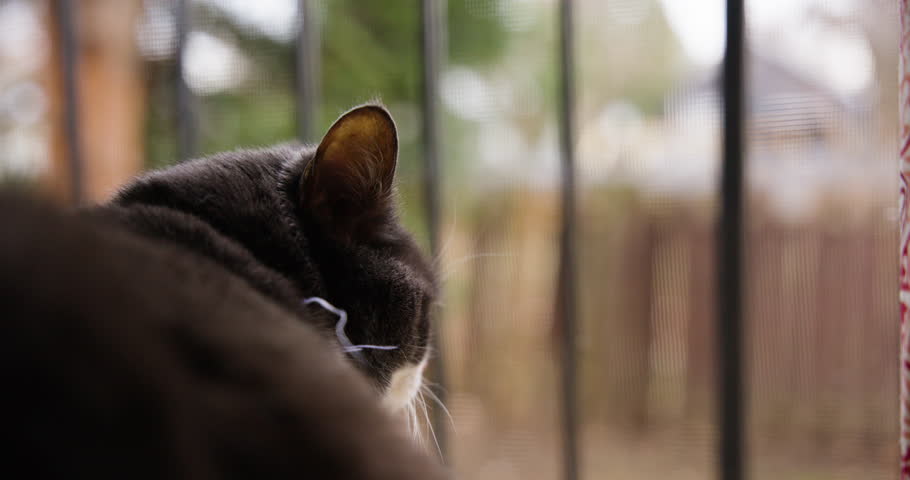 View from behind of black cat with ears perked up staring watching the outside world Royalty-Free Stock Footage #3475875529
