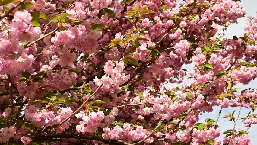 the beautifu;l tree blossoms closeup