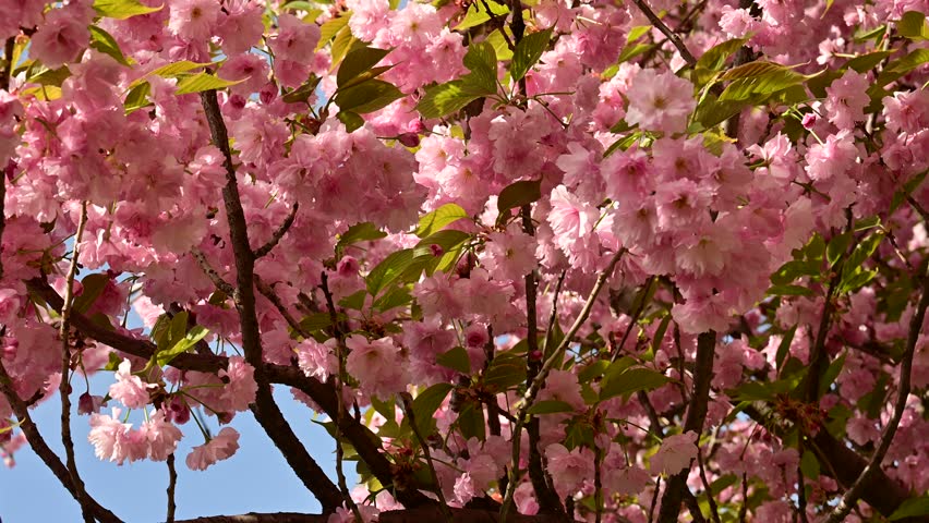 the beautifu;l tree blossoms closeup