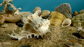 White Chicoreus Ramosus Murex seashell on a sand underwater HD