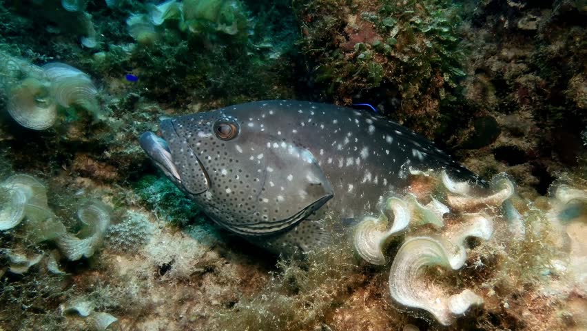 Grouper with white and black spots sits in algae seaweed mat forest on coral slowly to swim and rise Mauritius