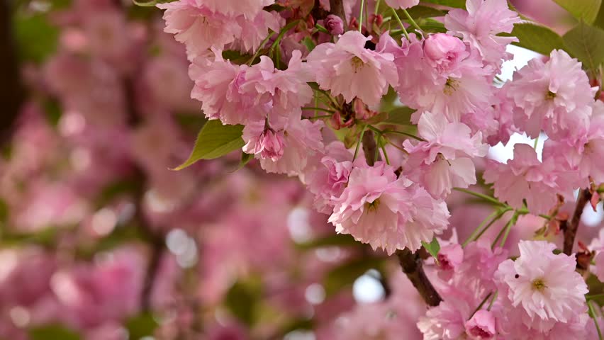 the beautifu;l tree blossoms closeup