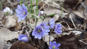 Blue Anemone hepatica or Hepatica nobilis. First flower of spring. Spring floral backdrop	
