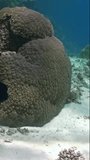 Vertical video offers breathtaking look at marine life of corals and fish. Explore vibrant marine underwater fish life and corals on coral reef. Red Sea.