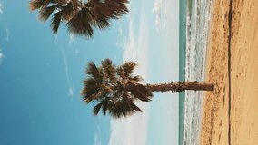 Green palm trees leaves on sandy beach waving on sunny sky. Sun shining through palm tree leaves with sun lens. Vertical video