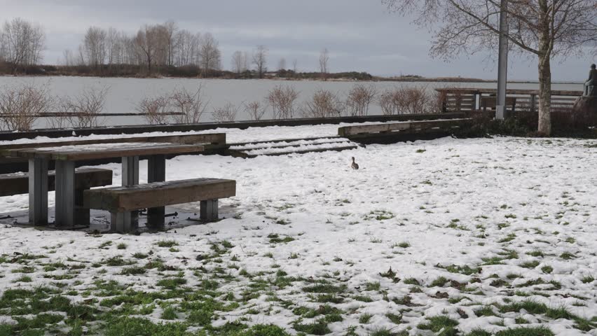Serene Winter Lake Scene with Snow-Covered Benches
