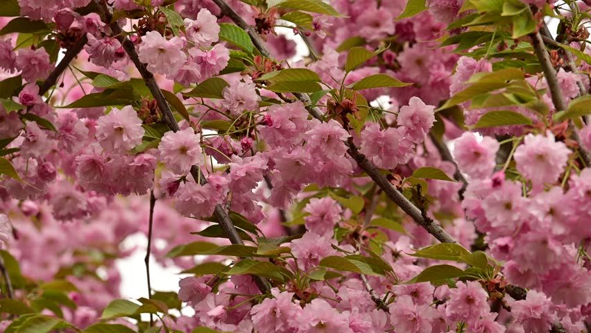 the beautifu;l tree blossoms closeup