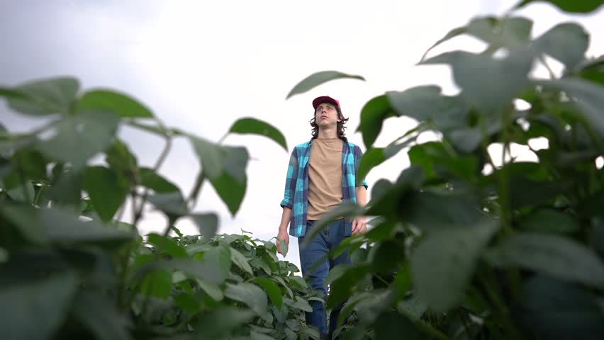 farmer in a field with soybeans. agriculture business farm concept. young farmer walks through the field looking at soybean sprouts. lifestyle farmer working in field with soybean sprouts Royalty-Free Stock Footage #3476035695