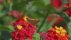 A Painted Lady butterfly exploring a Lantana flower extracting nectar during the fall in the Sonoran Desert region of Arizona. 4K Resolution