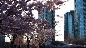 Cherry Blossoms in David Lam Park, Vancouver, British Columbia, Canada