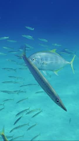 Vertical video, Close-up of Yellowspotted trevally fish (Carangoides fulvoguttatus), on backgroung swim school of Yellow-tailed Barracuda (Sphyraena flavicauda) in sun beams, Slow motion.