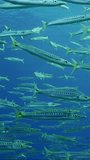 Vertical video, school of Barracuda swim in blue water on sunny day, Slow motion. Close up of lot of Yellow-tail Barracuda (Sphyraena flavicauda) swims in blue Ocean on sun beams