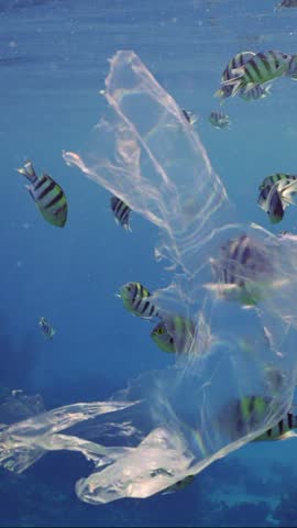 Vertical video, Slow motion, Shoal of Sergeant fish swims around plastic bag. Transparent plastic bag floating in blue water, school of Indo-Pacific sergeant (Abudefduf vaigiensis) floats nearby  Royalty-Free Stock Footage #3476094399