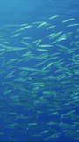 Vertical video, Close-up, Big school of Barracuda swims in blue water, Slow motion. Massive school of Yellow-tail Barracuda (Sphyraena flavicauda) swimming in blue Ocean on sunlight 