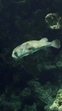 Slow motion, Hedgehog fish swims in shadow of coral reef. Ajargo, Giant Porcupinefish or Spotted Porcupine Fish (Diodon hystrix) swimming against wall of coral reef hiding in its shadow