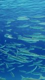 Vertical video, school of Barracuda swims in blue water on sunny day, Slow motion. lot of Yellow-tail Barracuda (Sphyraena flavicauda) swimming in blue Ocean on sunbeams, on water surface background.