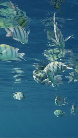 Vertical video, Shoal of sergeant fish swims under surface of water. Close up of school of Indo-Pacific sergeant (Abudefduf vaigiensis) feeds on plankton underwater reflecting on surface of blue water Royalty-Free Stock Footage #3476102125