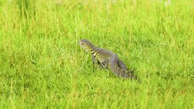 Footage of a nile monitor (Varanus niloticus) moving in grass.
