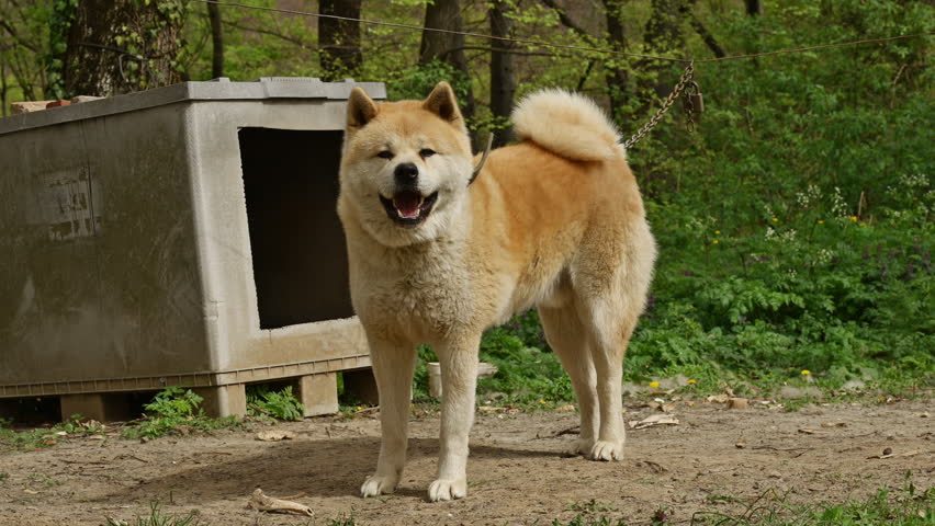 Akita dog on a chain in back yard, selective focus