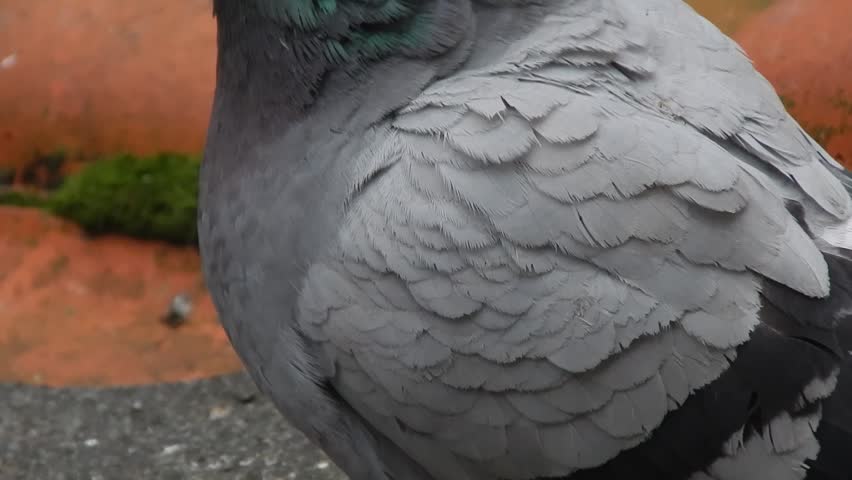 Street life of wild pigeons. The bird turns its head and poses. close-up video of wildlife